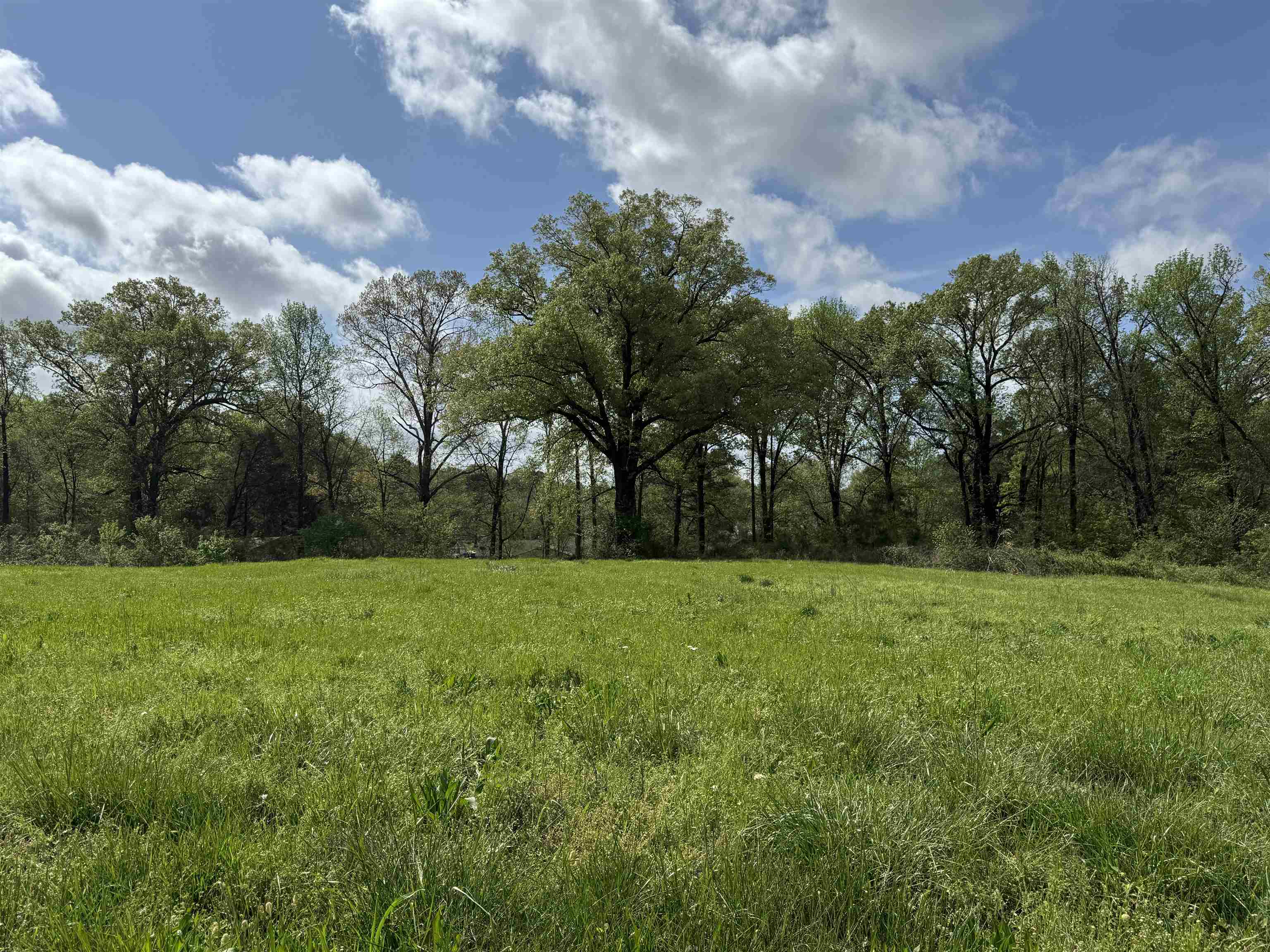 1163 West Raines Road Memphis, TN 38109 - Photo 6 of 7 View of undeveloped land