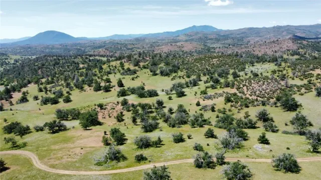 a view of a lush green field with lots of bushes