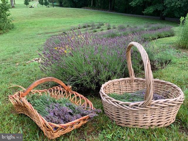55 West View Lane Castleton, VA 22716 - Photo 46 of 64 Lavender fields