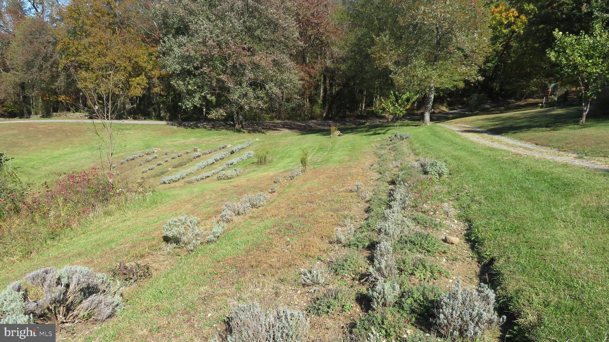 55 West View Lane Castleton, VA 22716 - Photo 56 of 64 Lavender Field