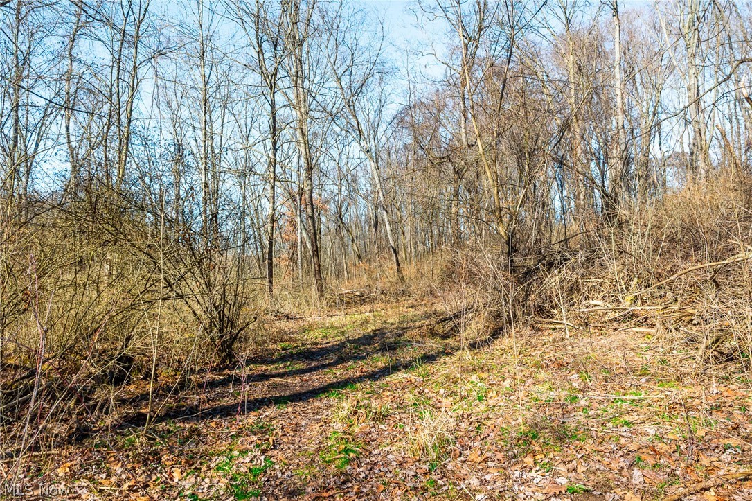 2535 Millersburg Road Wooster, OH 44691 - Photo 28 of 46 View of local wilderness