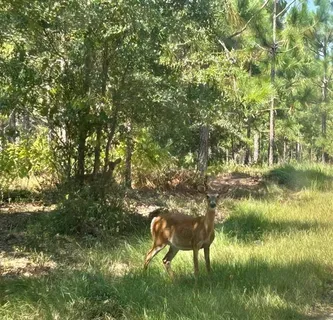$775,000 | 203 John Henry Lake Road, Poplarville, MS 39470
