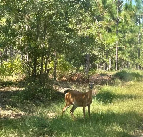 $775,000 | Undisclosed Address, Poplarville, MS 39470