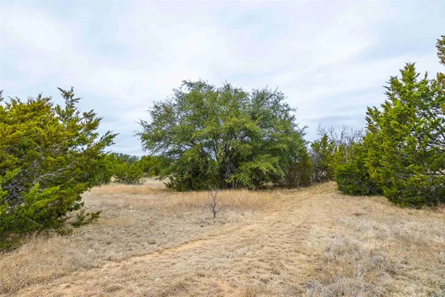 a view of a yard with plants and a trees