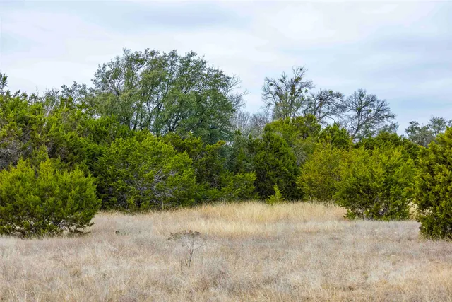 a view of a plants with a tree
