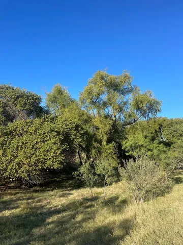a view of a field with a tree