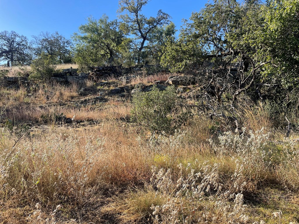 Lot 6 Little Willow Creek Road, Unit 6 Mason, TX 76856 - Photo 9 of 14 a view of a tree in a field