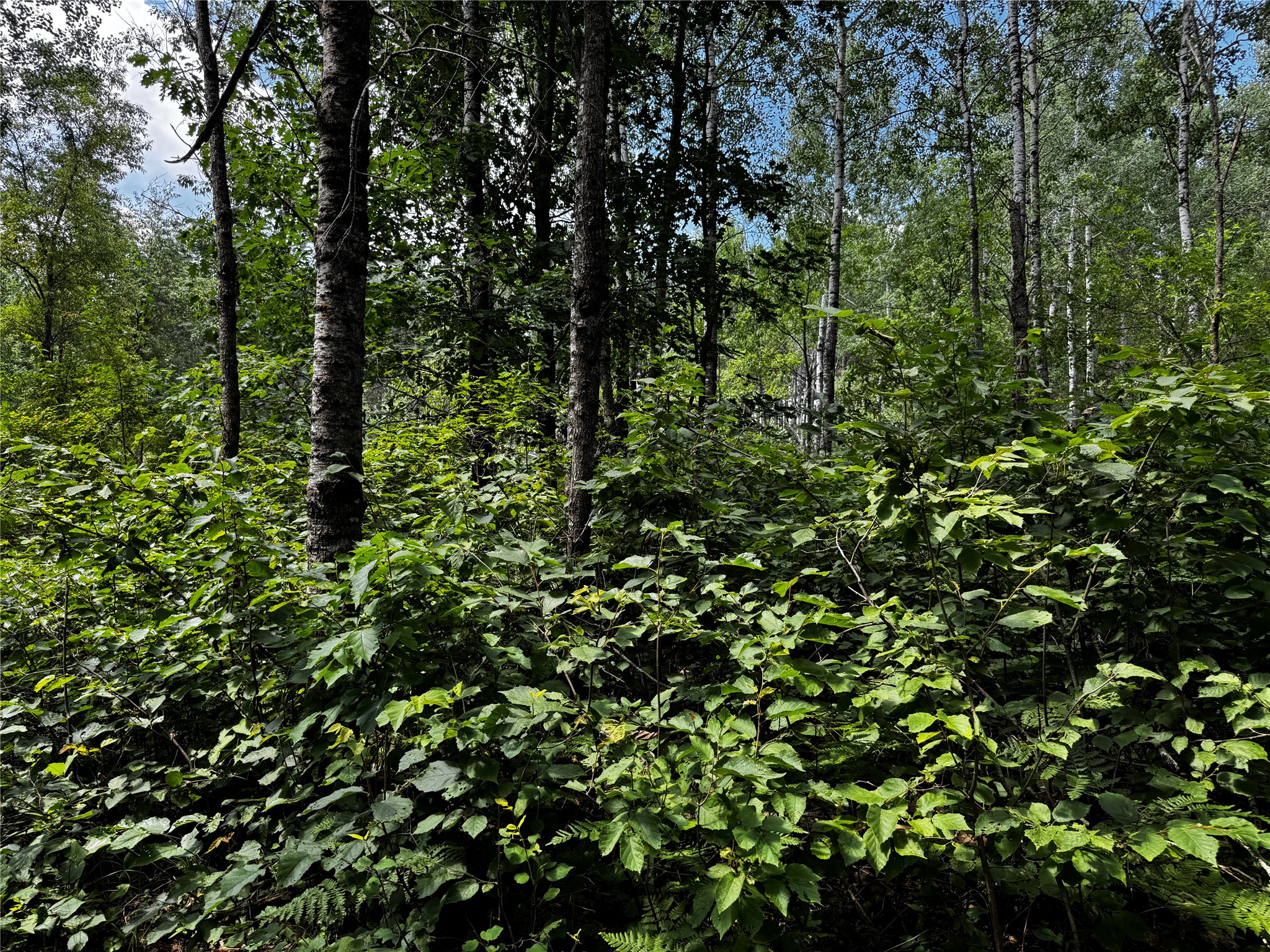 Lot 12 Cassandra Road Hayward, WI 54843 - Photo 11 of 14