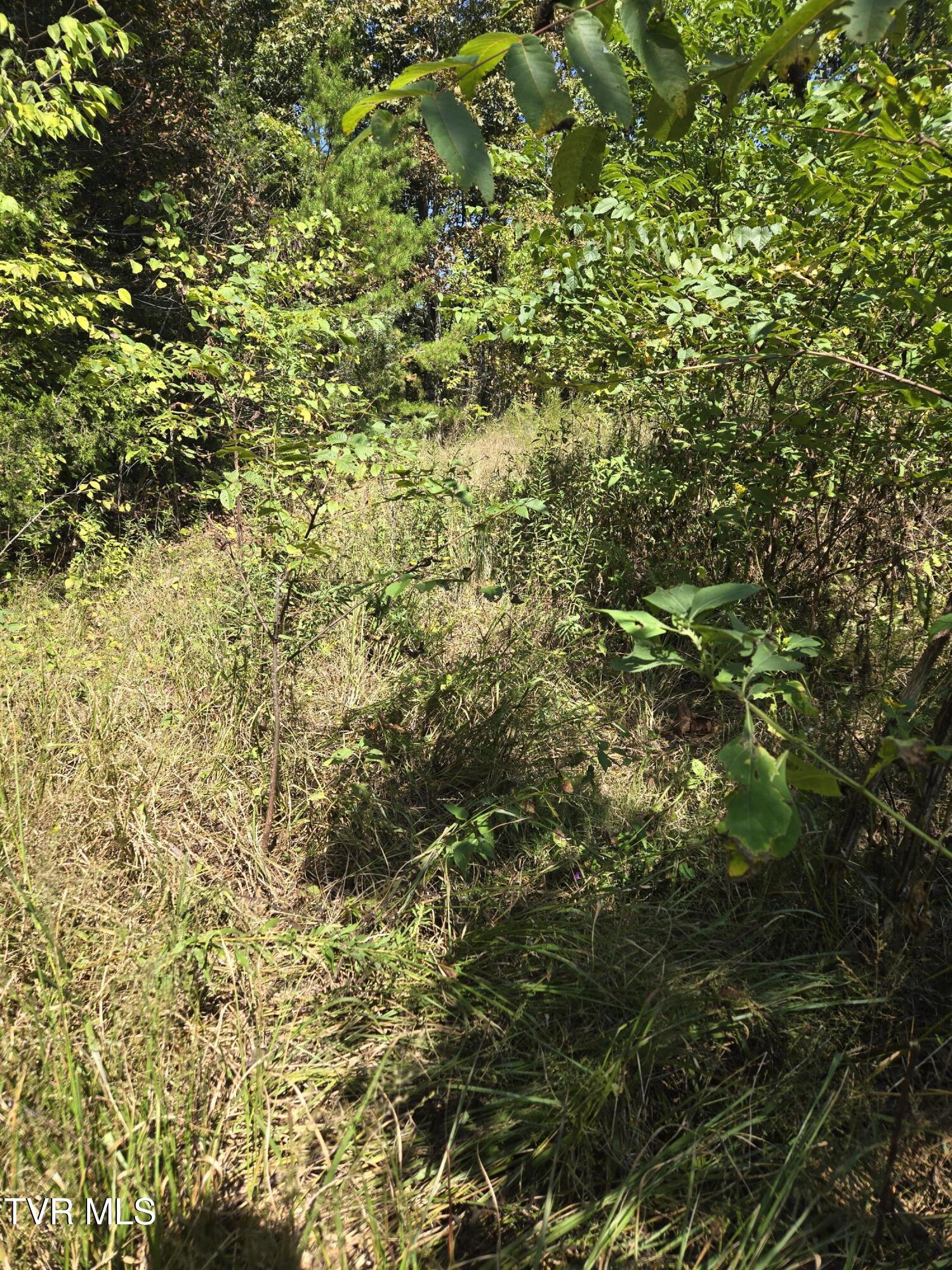 Tbd Poplar Springs Road Greeneville, TN 37743 - Photo 11 of 15 1000018337