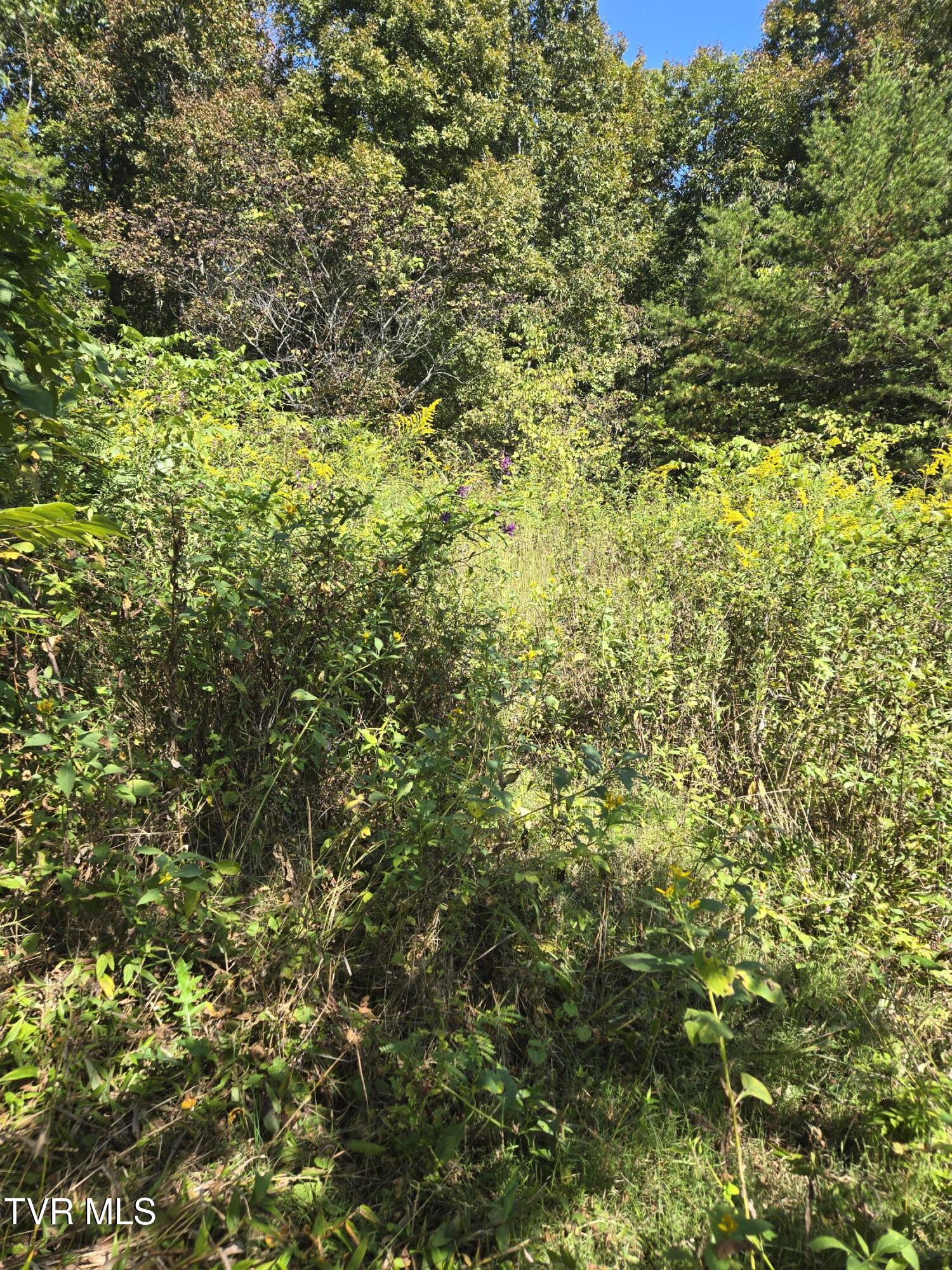 Tbd Poplar Springs Road Greeneville, TN 37743 - Photo 12 of 15 1000018338