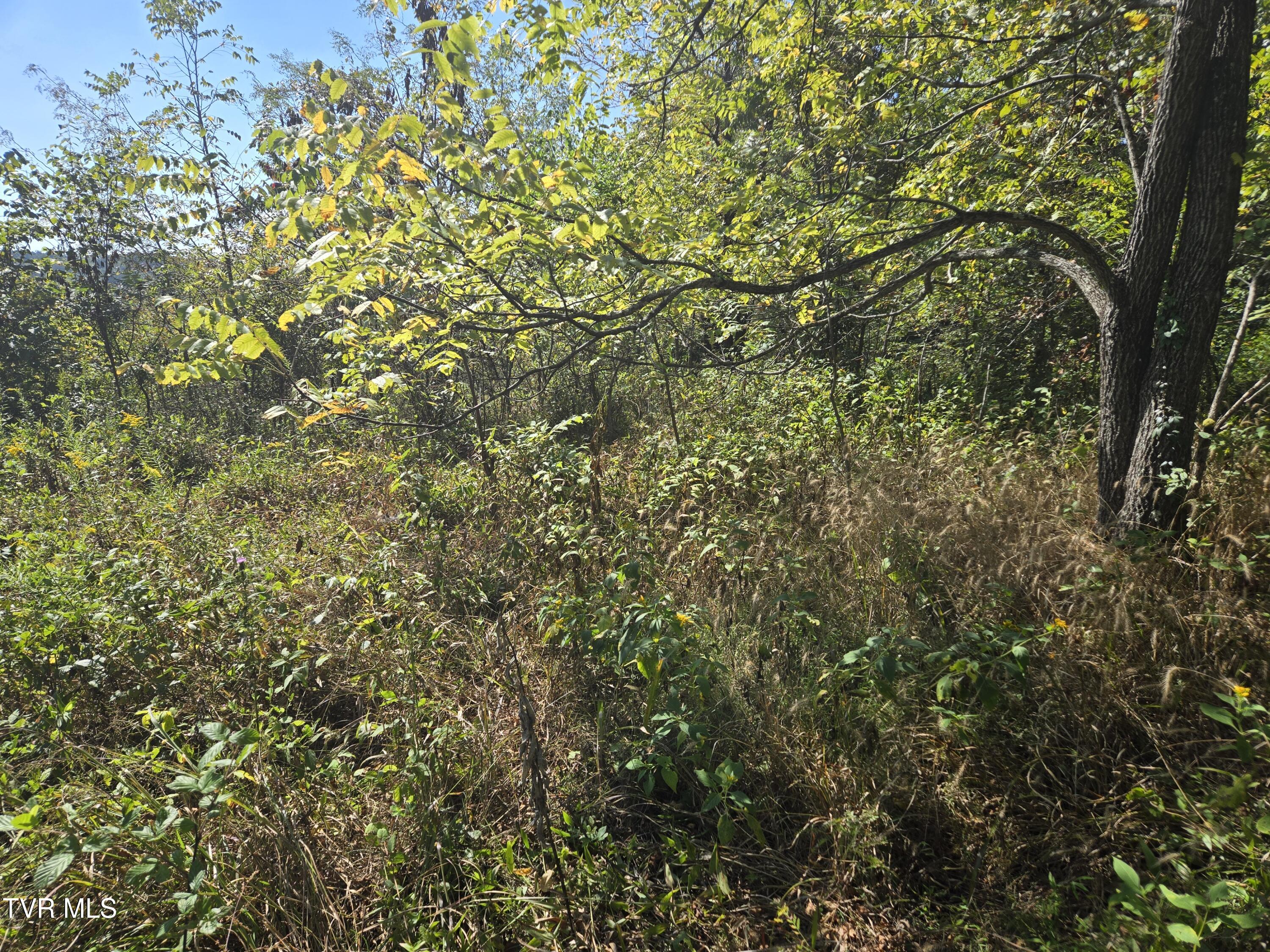 Tbd Poplar Springs Road Greeneville, TN 37743 - Photo 13 of 15 1000018339