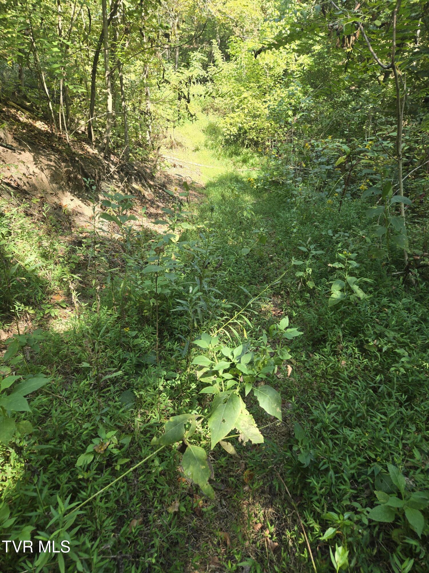 Tbd Poplar Springs Road Greeneville, TN 37743 - Photo 5 of 15 1000018326