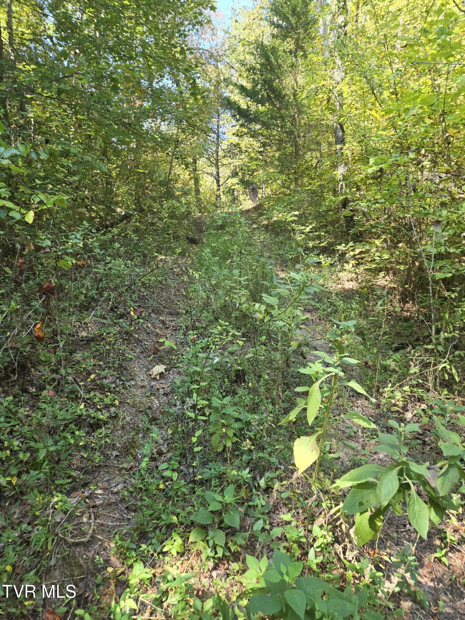 Tbd Poplar Springs Road Greeneville, TN 37743 - Photo 6 of 15 1000018327