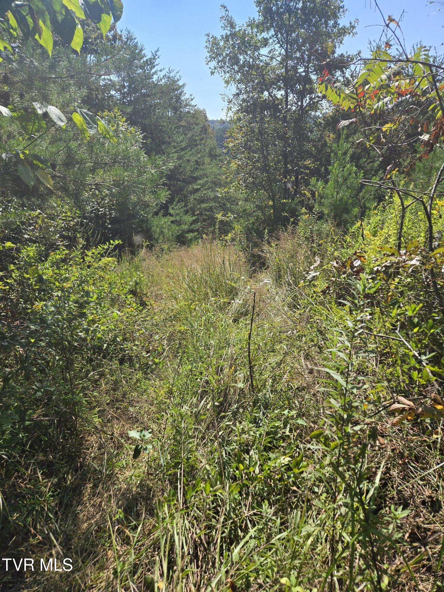 Tbd Poplar Springs Road Greeneville, TN 37743 - Photo 7 of 15 1000018332