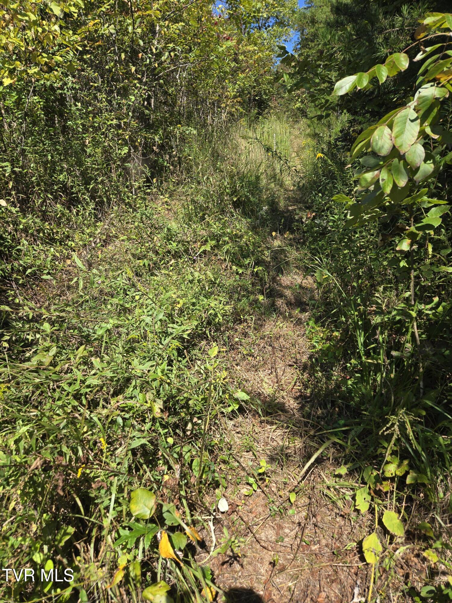 Tbd Poplar Springs Road Greeneville, TN 37743 - Photo 8 of 15 1000018333