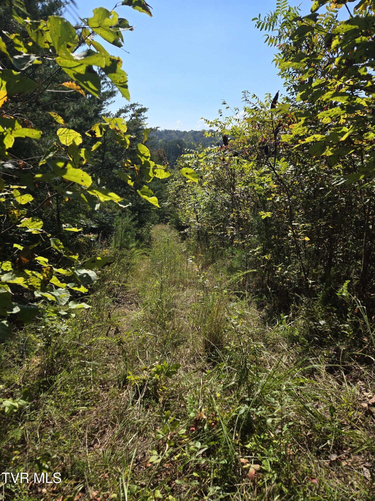 Tbd Poplar Springs Road Greeneville, TN 37743 - Photo 10 of 15 1000018335