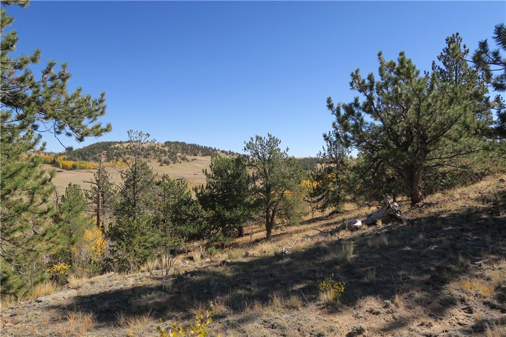 157 Crow Court Como, CO 80432 - Photo 22 of 35 a view of a forest with trees in the background