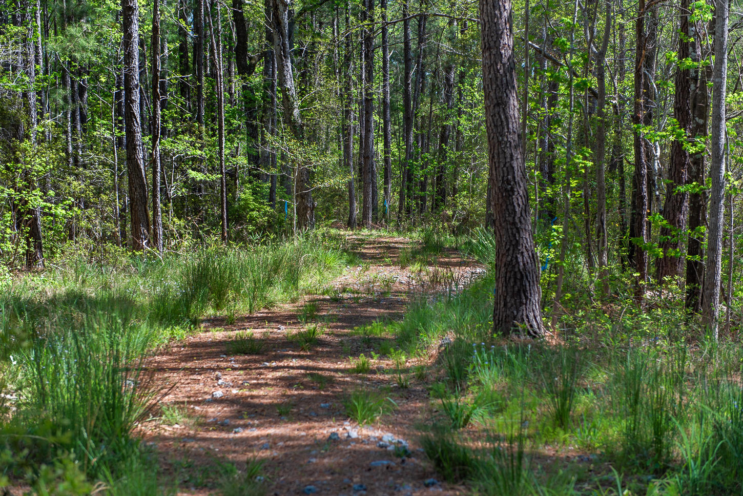 0 Durgin Place Awendaw, SC 29429 - Photo 16 of 17 DurginLot-20