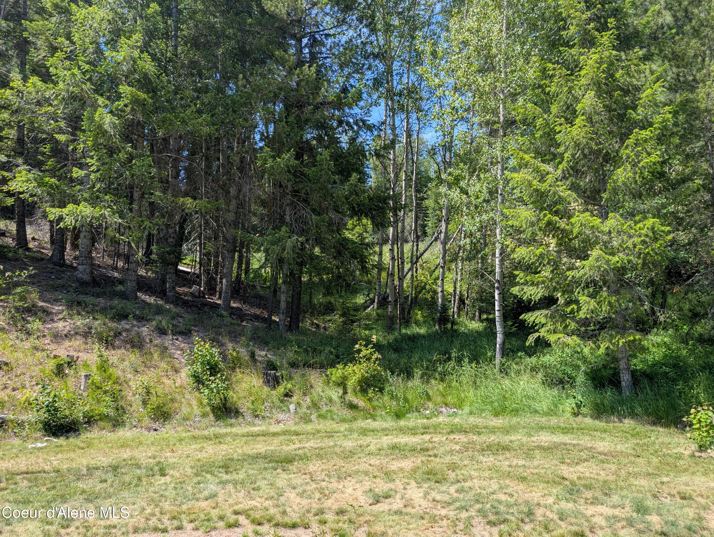 3115 Cherry Creek Road St. Maries, ID 83861 - Photo 33 of 52 3115 Cherry Creek woods pic 1