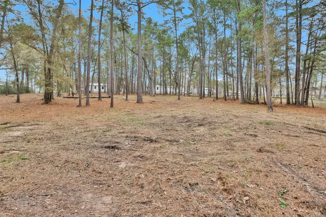 a row of trees with a yard