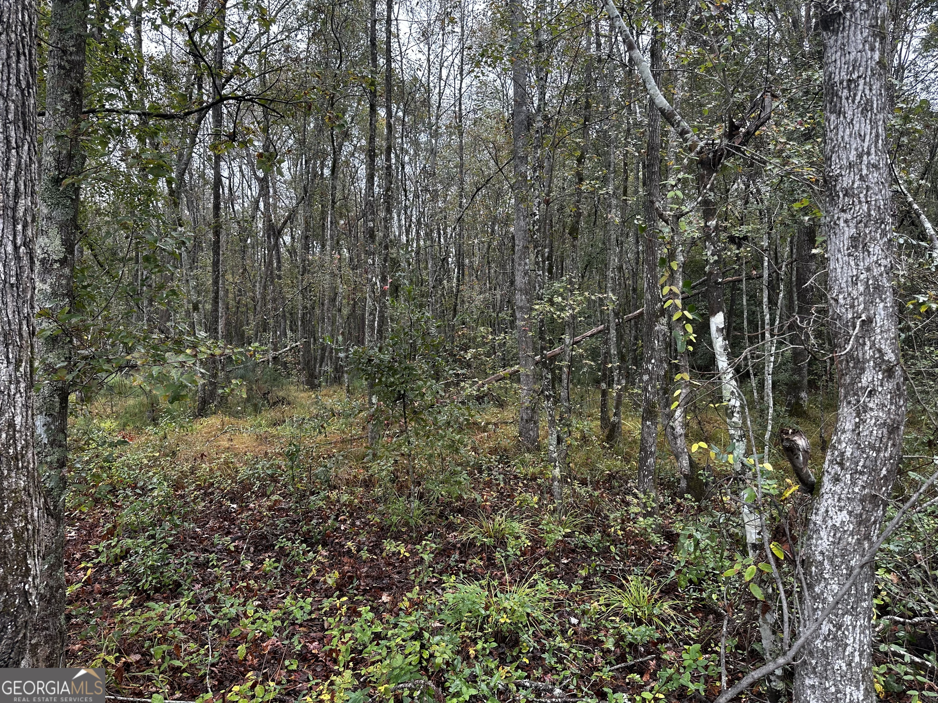 0 Erick Road Alamo, GA 30411 - Photo 2 of 6