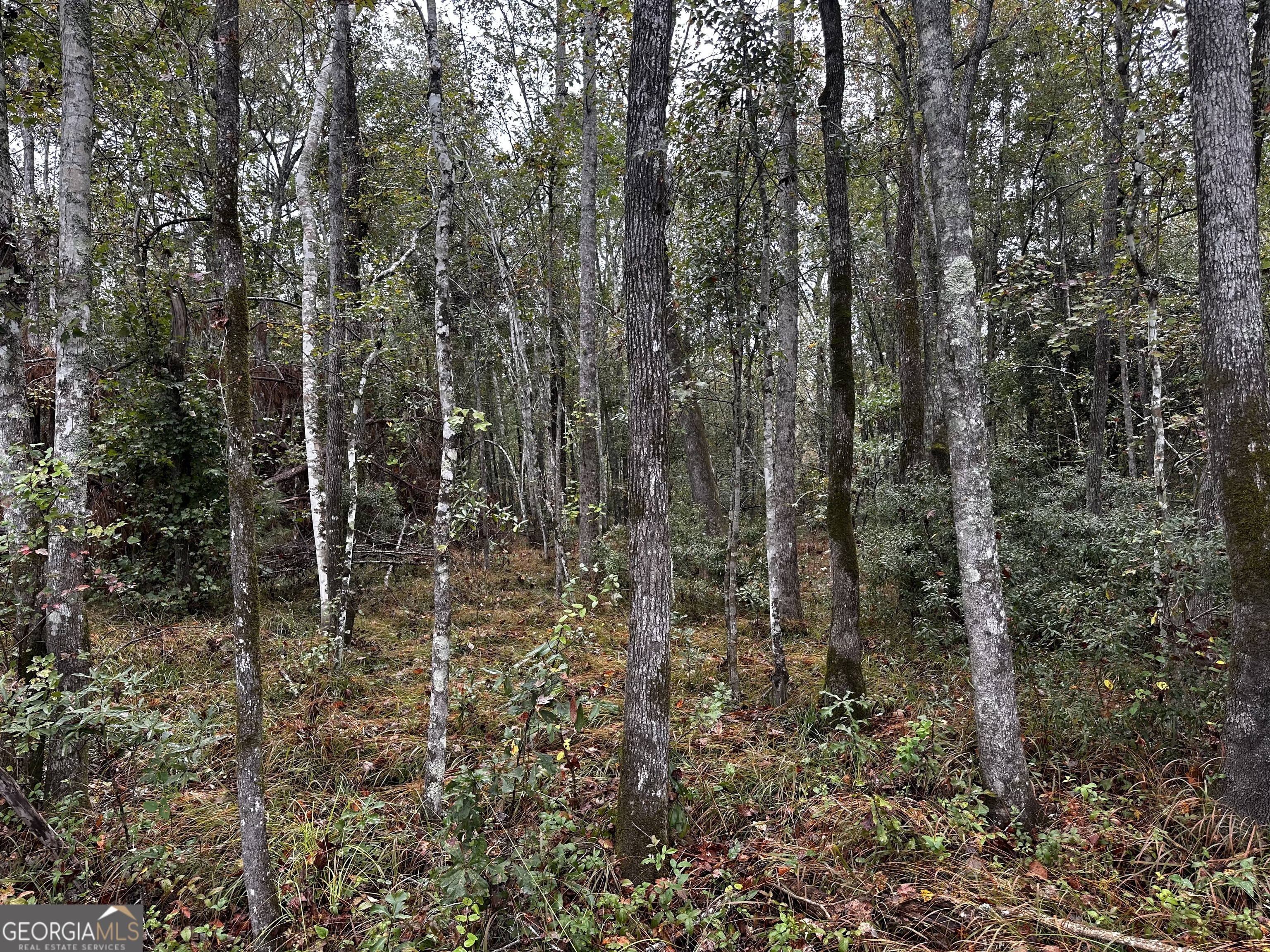 0 Erick Road Alamo, GA 30411 - Photo 4 of 6