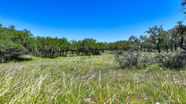 a view of a lush green space