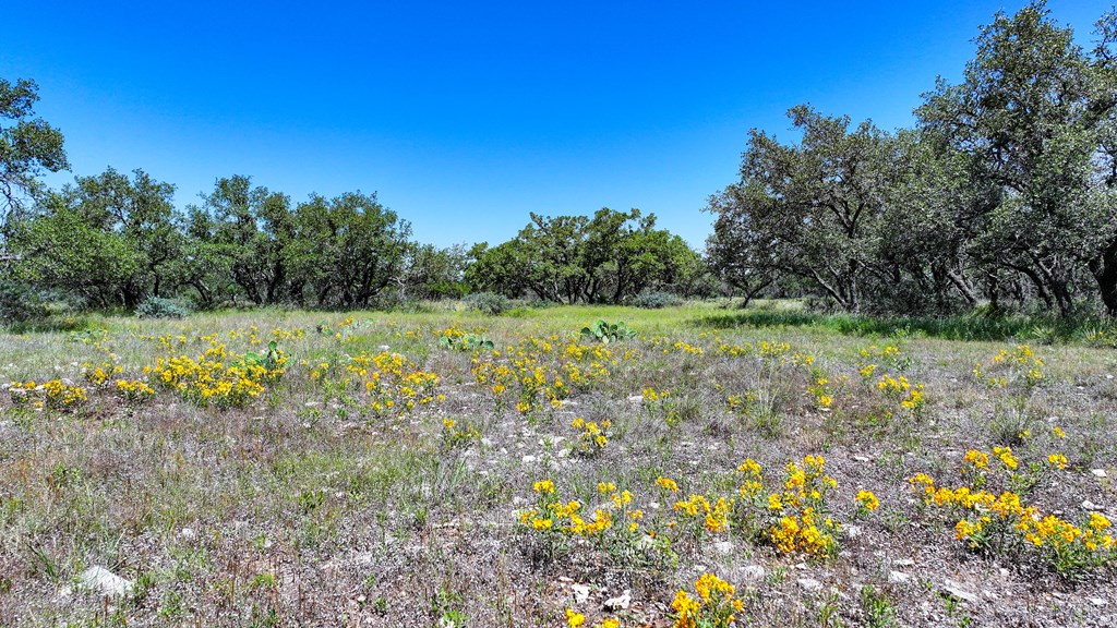 2291 Ranch Road Menard, TX 76859 - Photo 4 of 11 a view of a garden with a tree