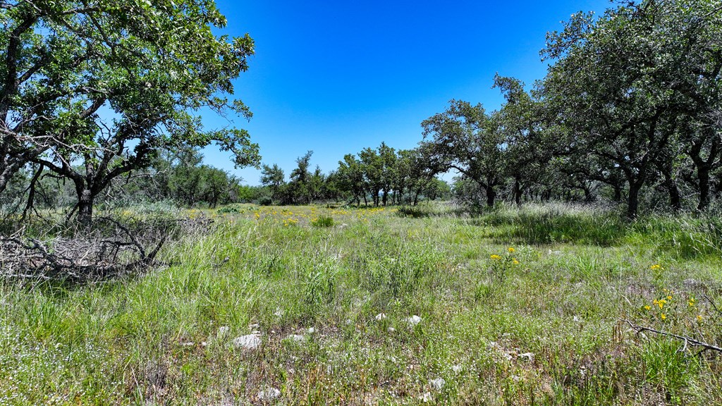 2291 Ranch Road Menard, TX 76859 - Photo 5 of 11 a view of a lush green space