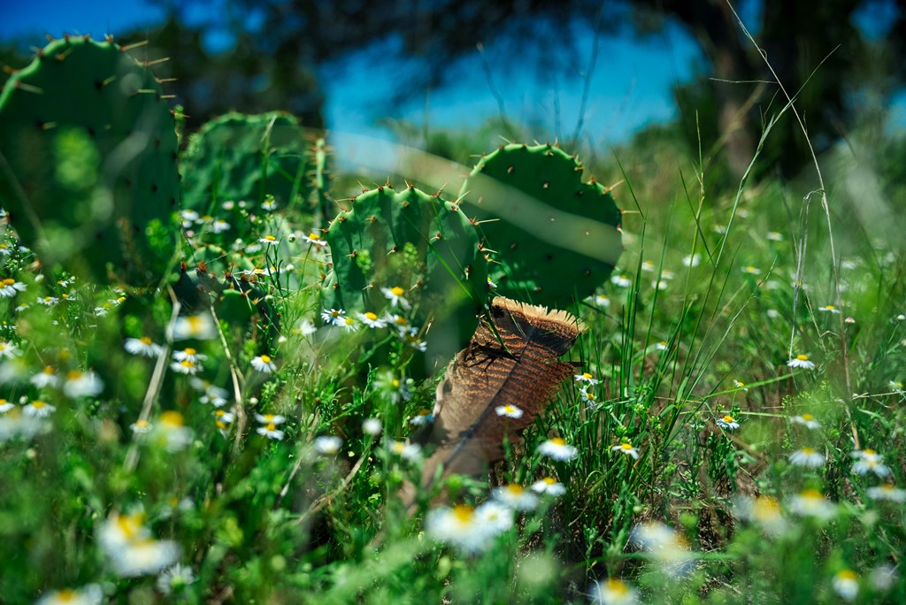2291 Ranch Road Menard, TX 76859 - Photo 9 of 11 a view of a garden