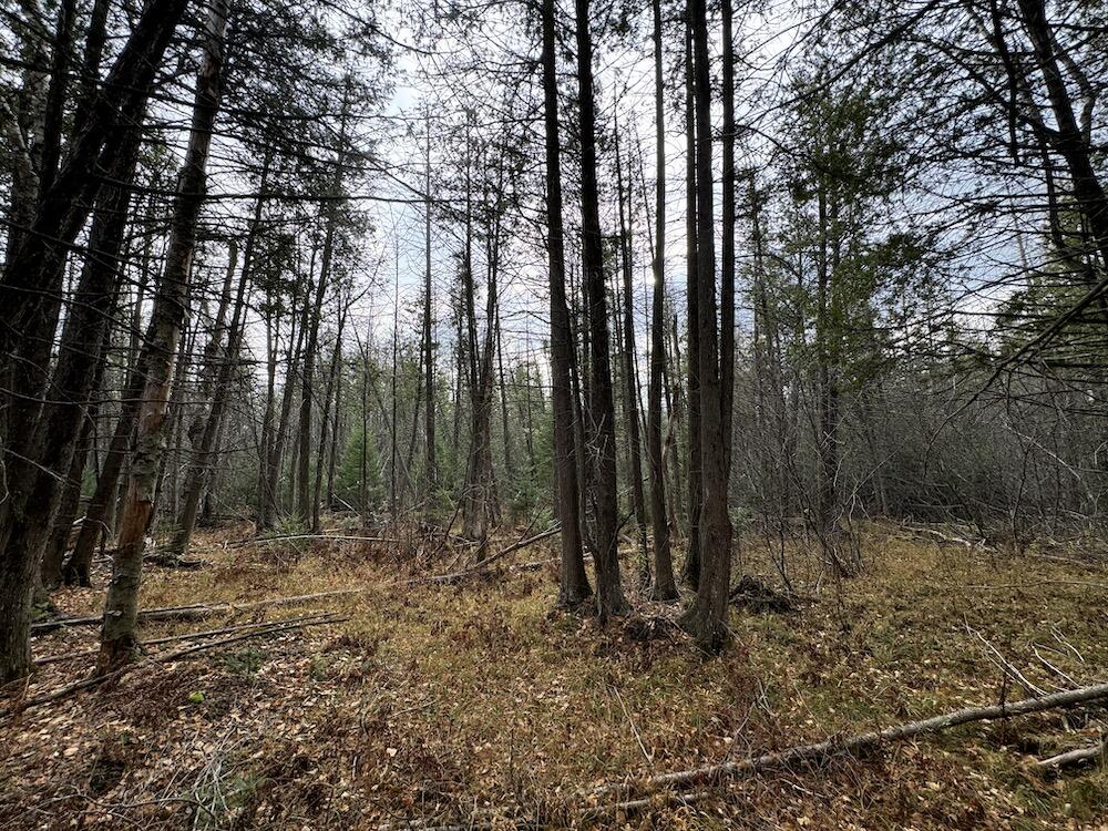 Vl Riverview Road Southeast Kalkaska, MI 49646 - Photo 7 of 40