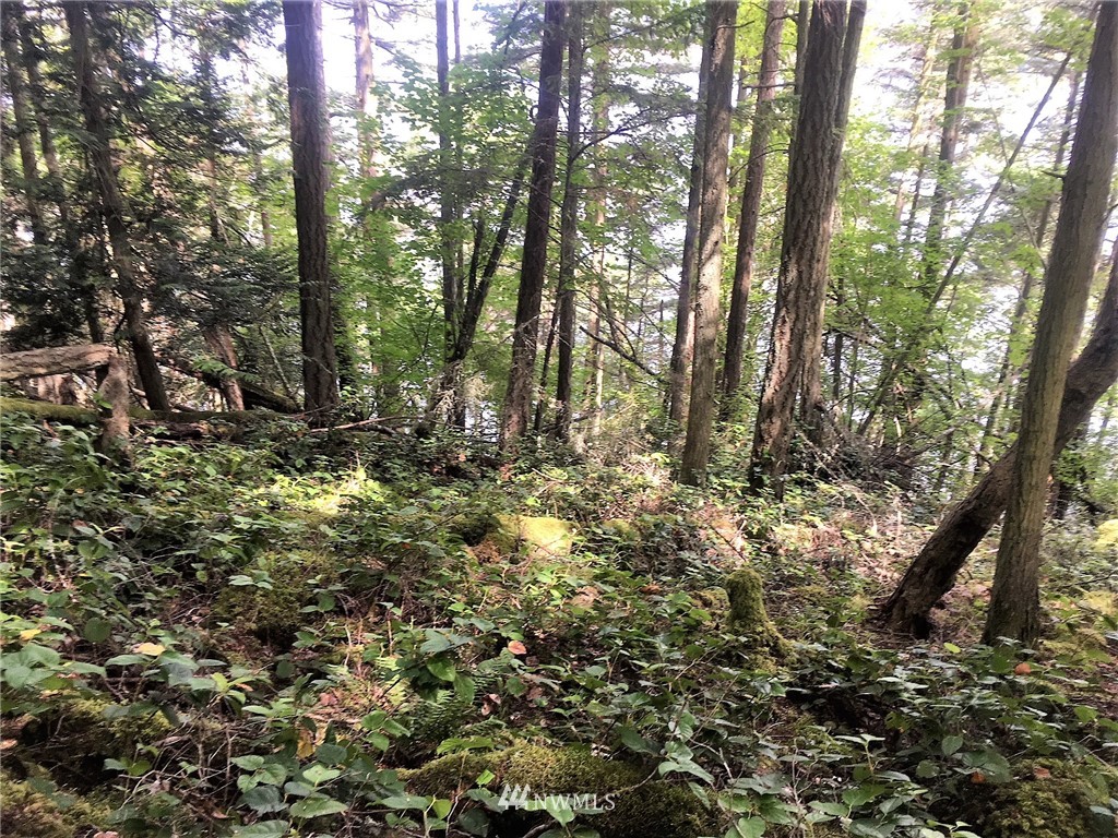 1954 Thatcher Pass Road Decatur Island, WA 98221 - Photo 3 of 9