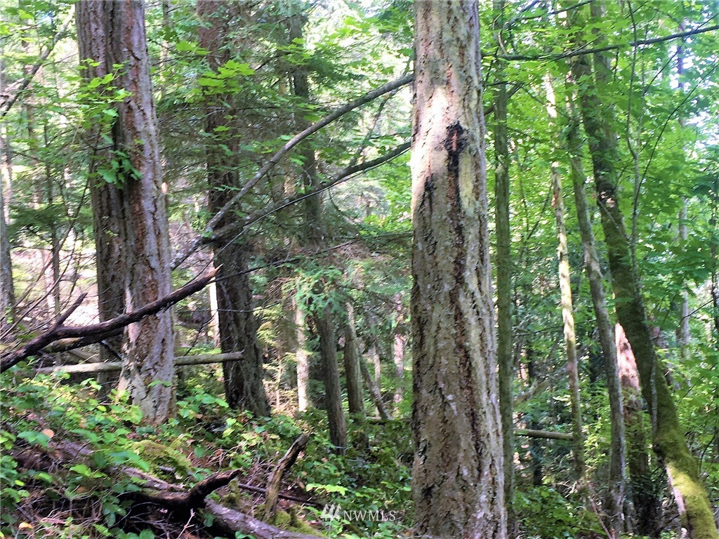 1954 Thatcher Pass Road Decatur Island, WA 98221 - Photo 8 of 9
