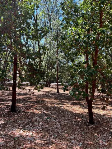 a view of a tree in a yard