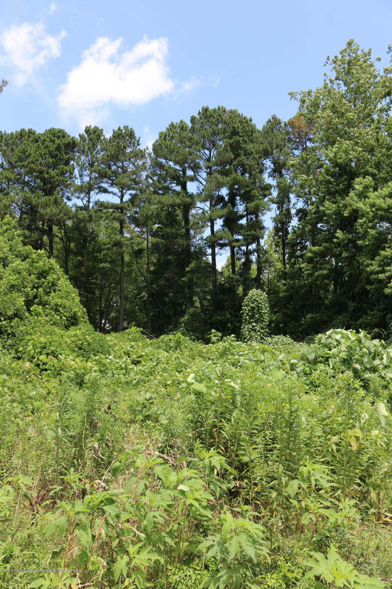 Lot 1 Cayce Road Red Banks, MS 38661 - Photo 4 of 7 lee creek