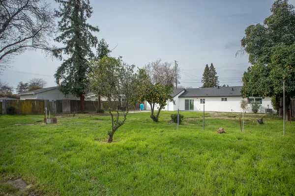 a view of a garden with a tree