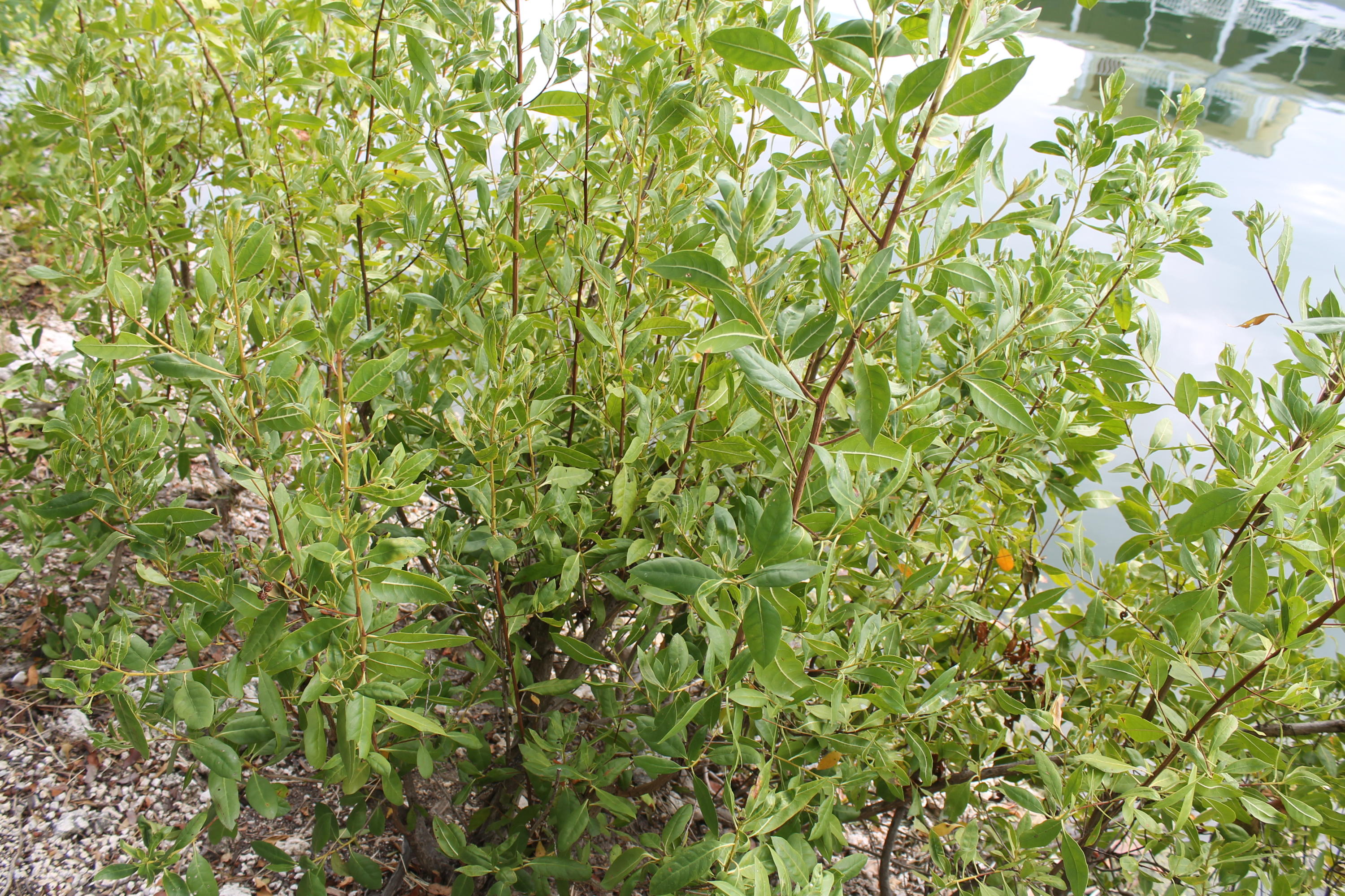 Lot 11 Mockingbird Road Tavernier, FL 33070 - Photo 4 of 7 Shoreline Bushes
