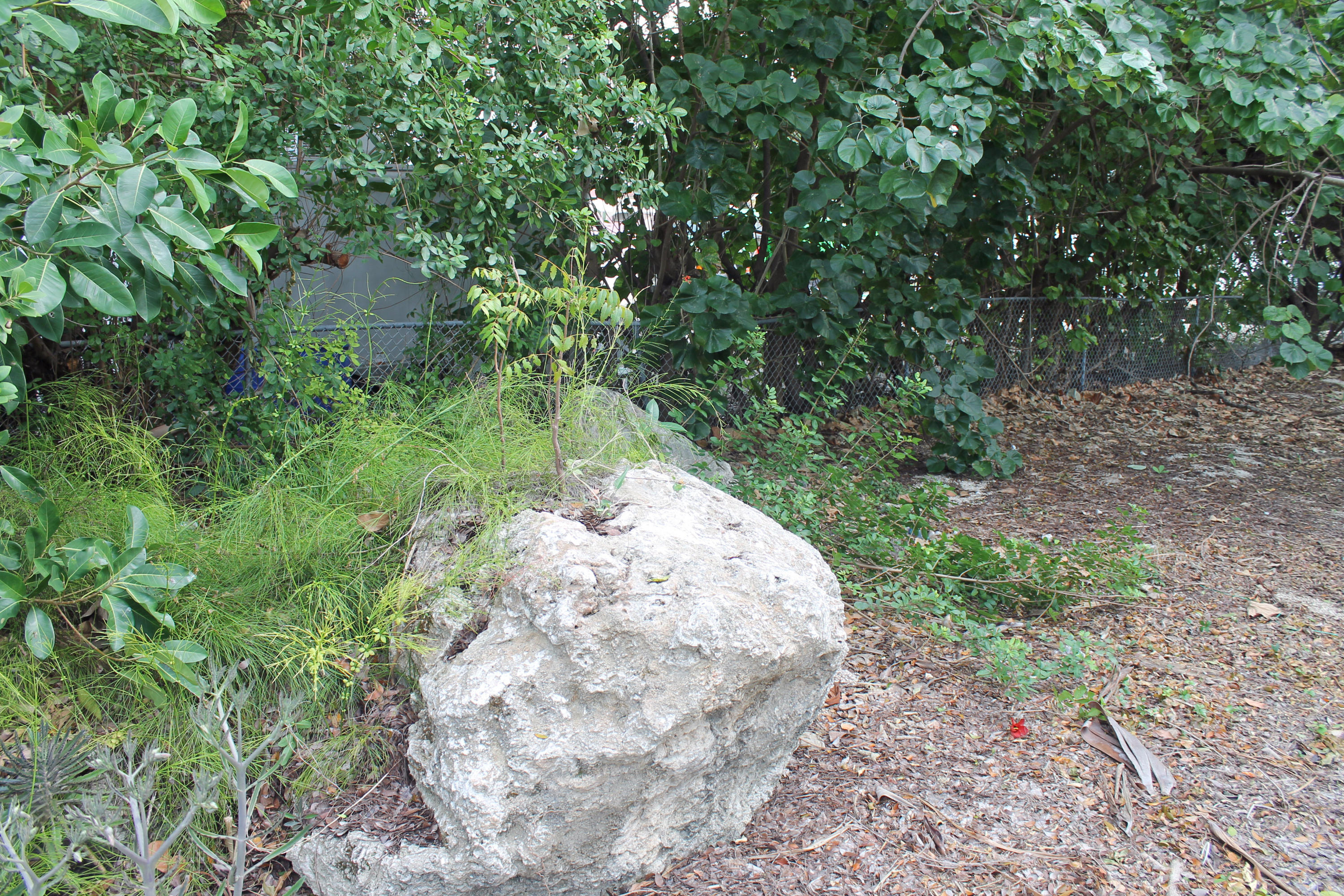 Lot 11 Mockingbird Road Tavernier, FL 33070 - Photo 6 of 7 Pile of Coral Bolders