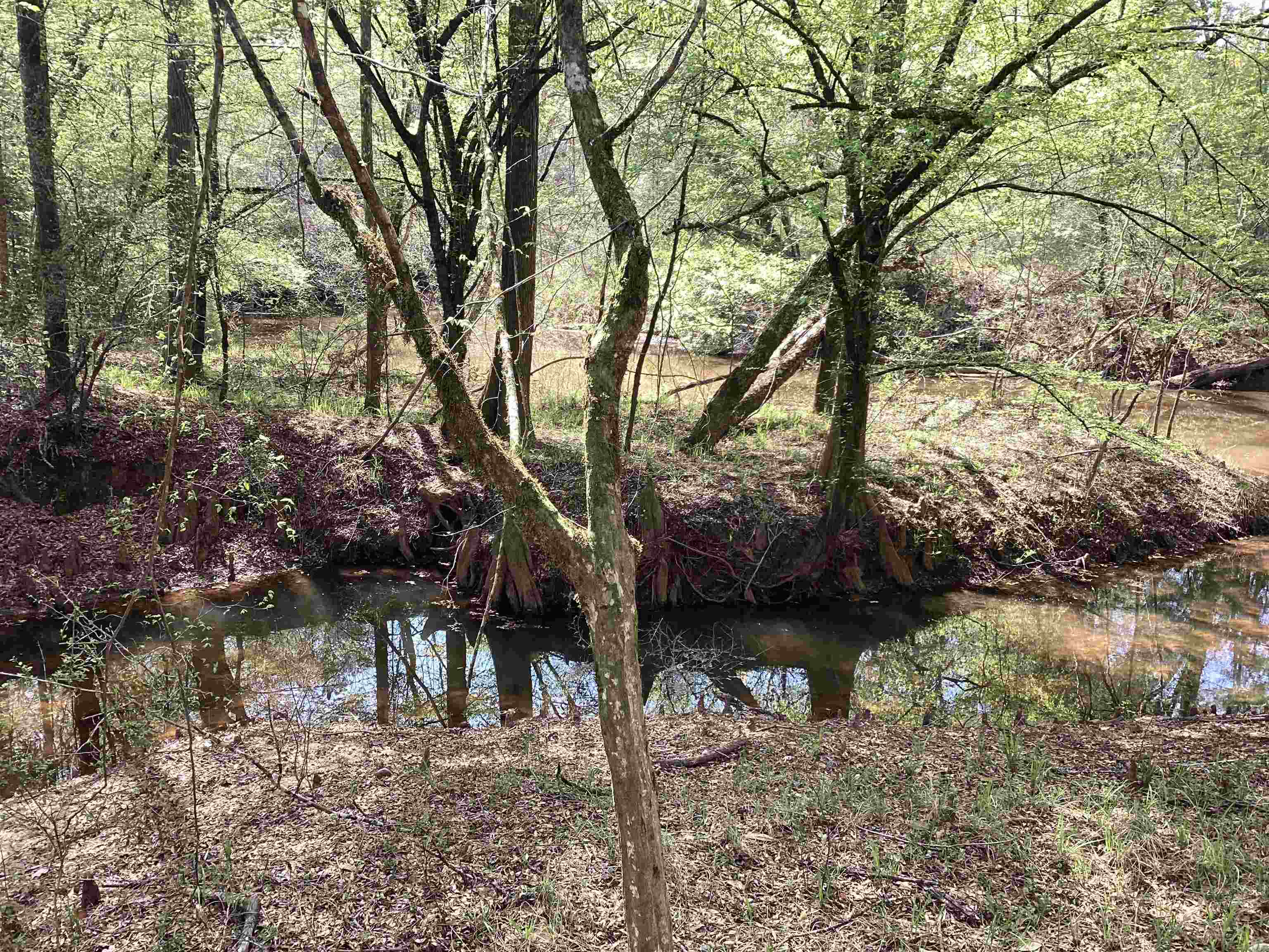 320 Co Road Andalusia, AL 36421 - Photo 5 of 28 Gallery Image 5