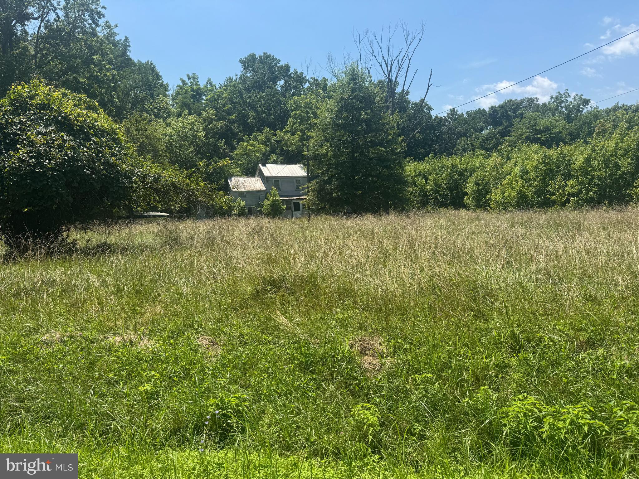 a view of a plants and large trees