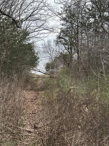a close up of a tree