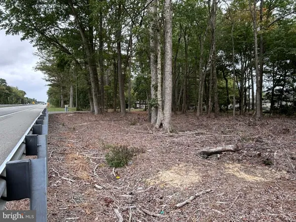a view of a forest with trees in the background