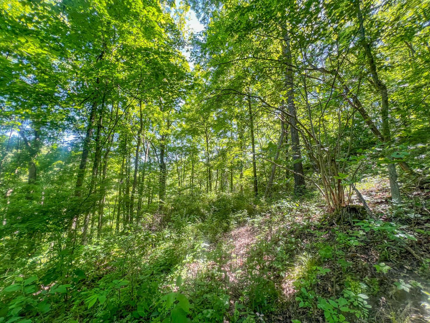 0 Rush Run Road Rayland, OH 43943 - Photo 14 of 24