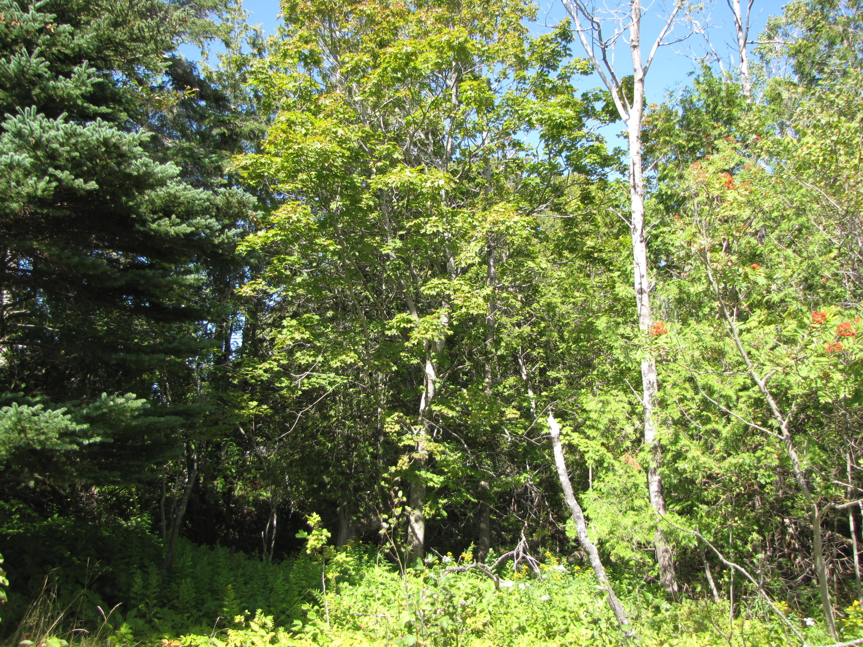 03 Plan Cherryfield, ME 04622 - Photo 35 of 36 IMG_0461