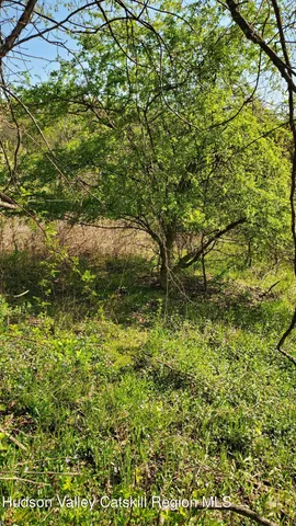 a view of a bunch of plants and trees