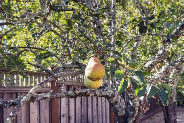 a view of a small yard in the back yard