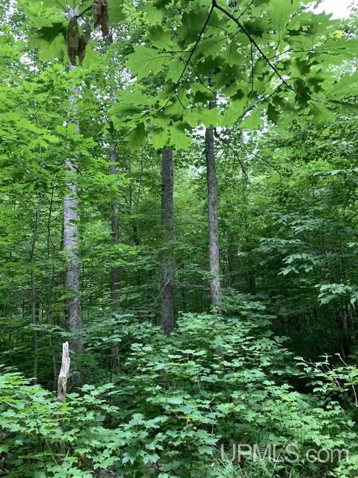 Tbd Off Old Mill Road Toivola, MI 49965 - Photo 5 of 10 Gallery Image 5