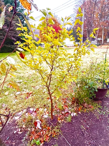 a view of yard with small space