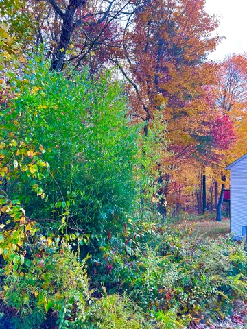 a view of a yard with plants and trees