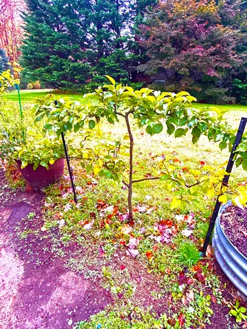 a picture of flowers